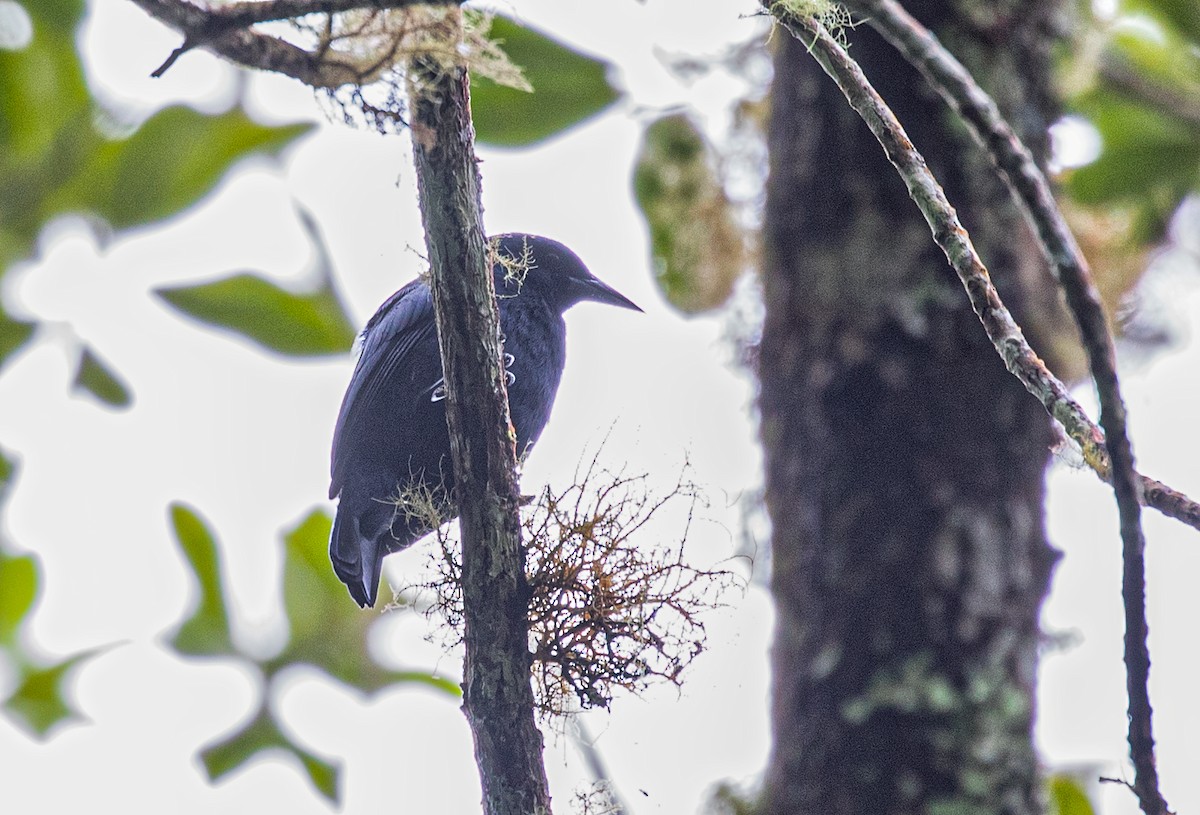 Jamaican Blackbird - ML212213031