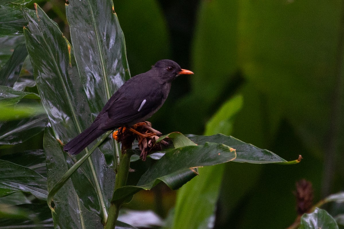 White-chinned Thrush - ML212213061