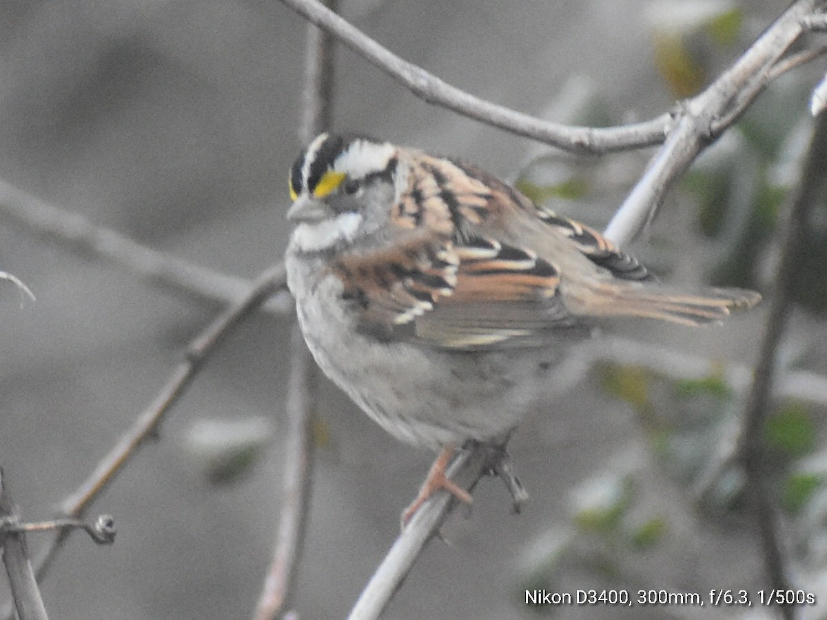 White-throated Sparrow - ML212214031