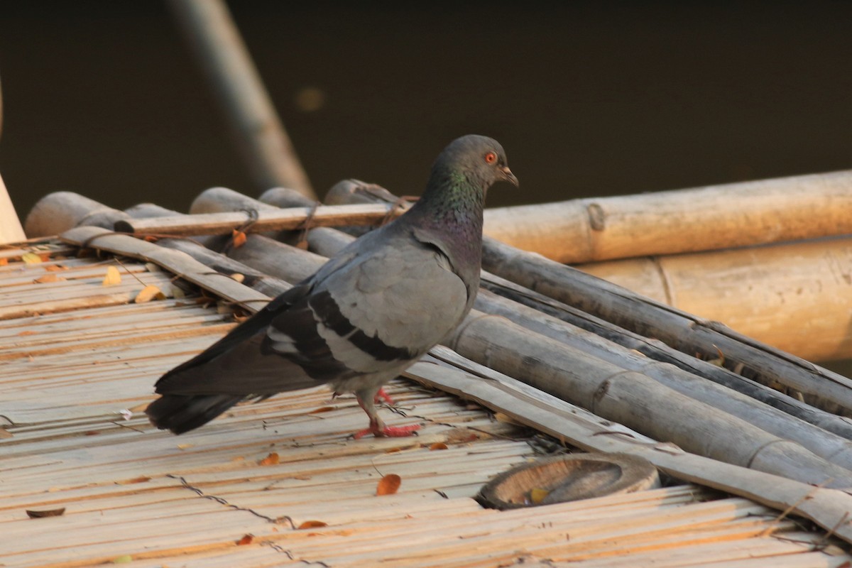Rock Pigeon (Feral Pigeon) - ML212216351