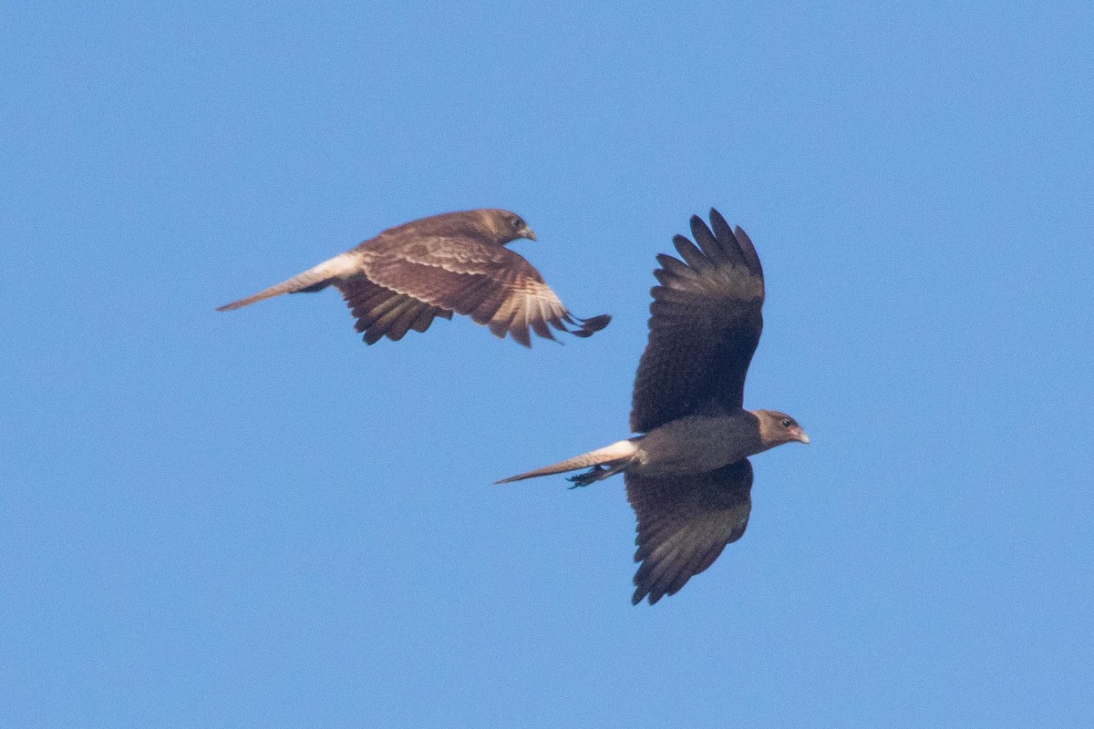 Chimango Caracara - Michael Hooper