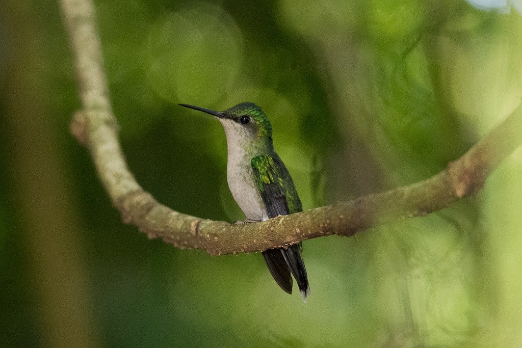 Violet-capped Woodnymph - ML212221591