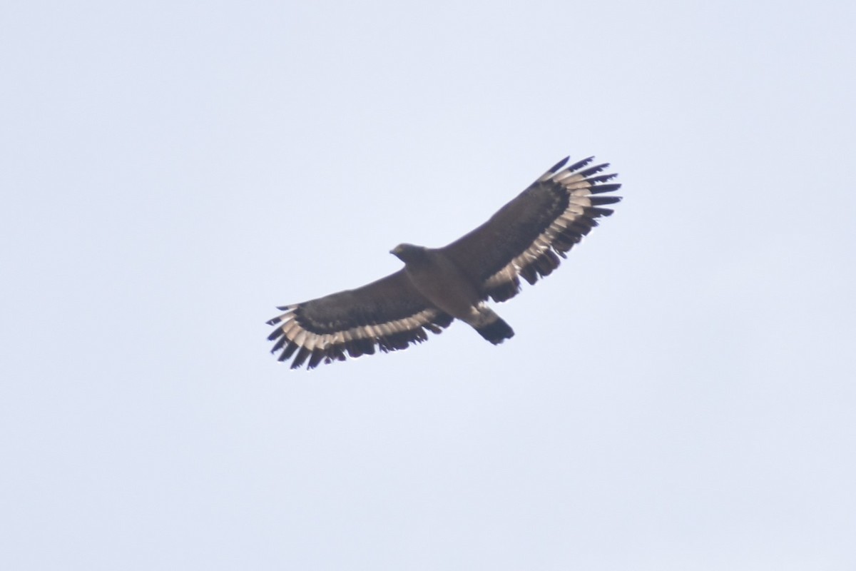 Crested Serpent-Eagle - ML212222231