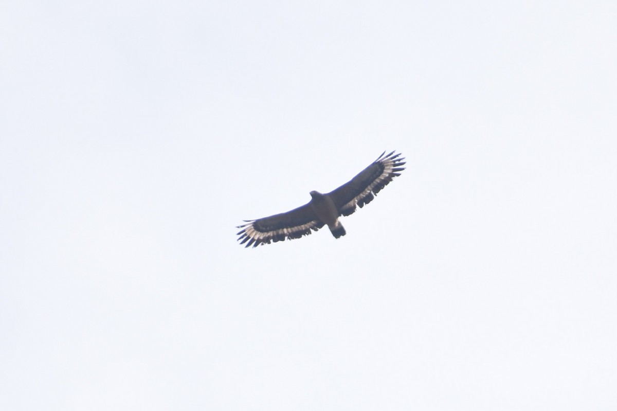 Crested Serpent-Eagle - ML212222661