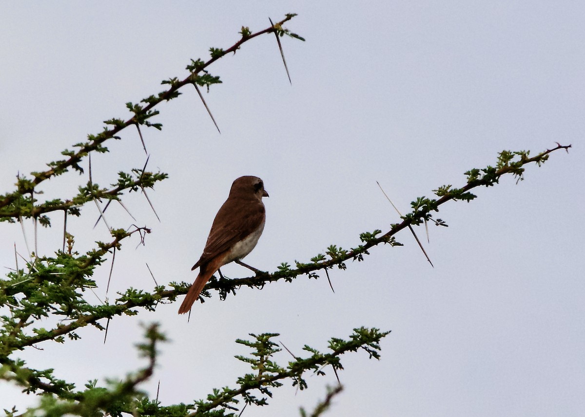 Red-tailed Shrike - ML212223541