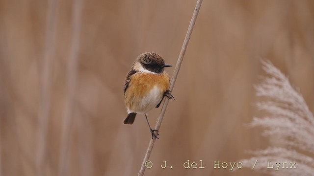 European Stonechat - ML212224631