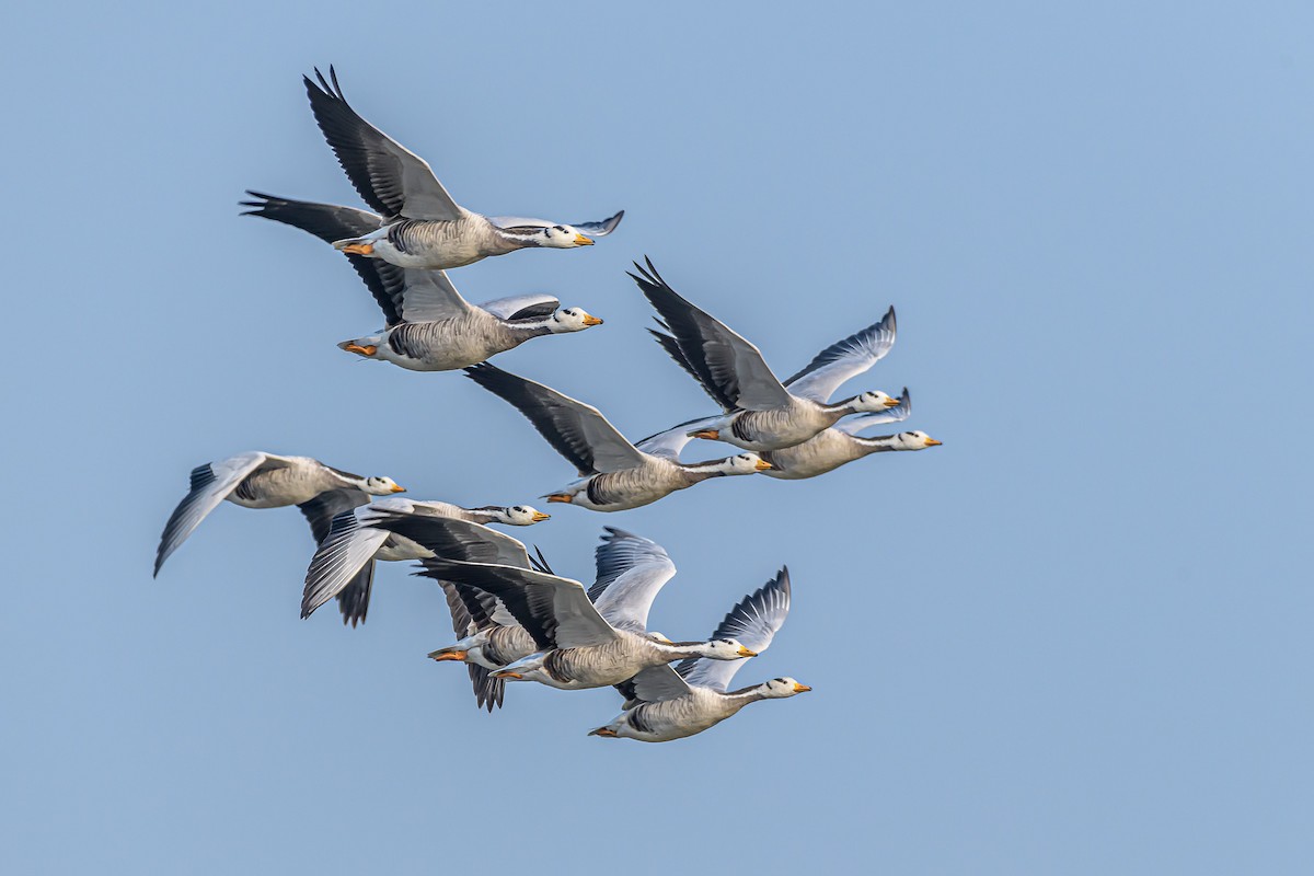 Bar-headed Goose - ML212225181