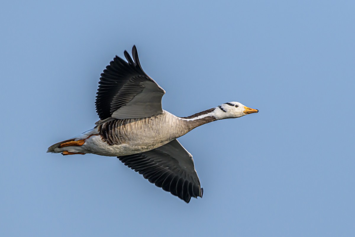 Bar-headed Goose - ML212225191