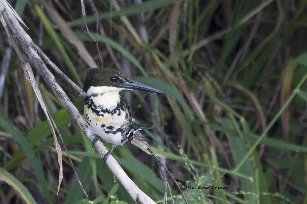 Green Kingfisher - ML212227751