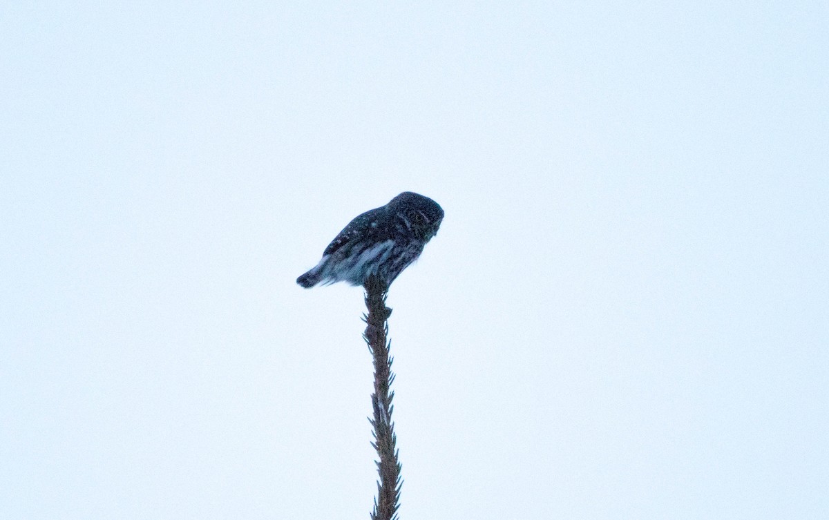 Eurasian Pygmy-Owl - ML212227891