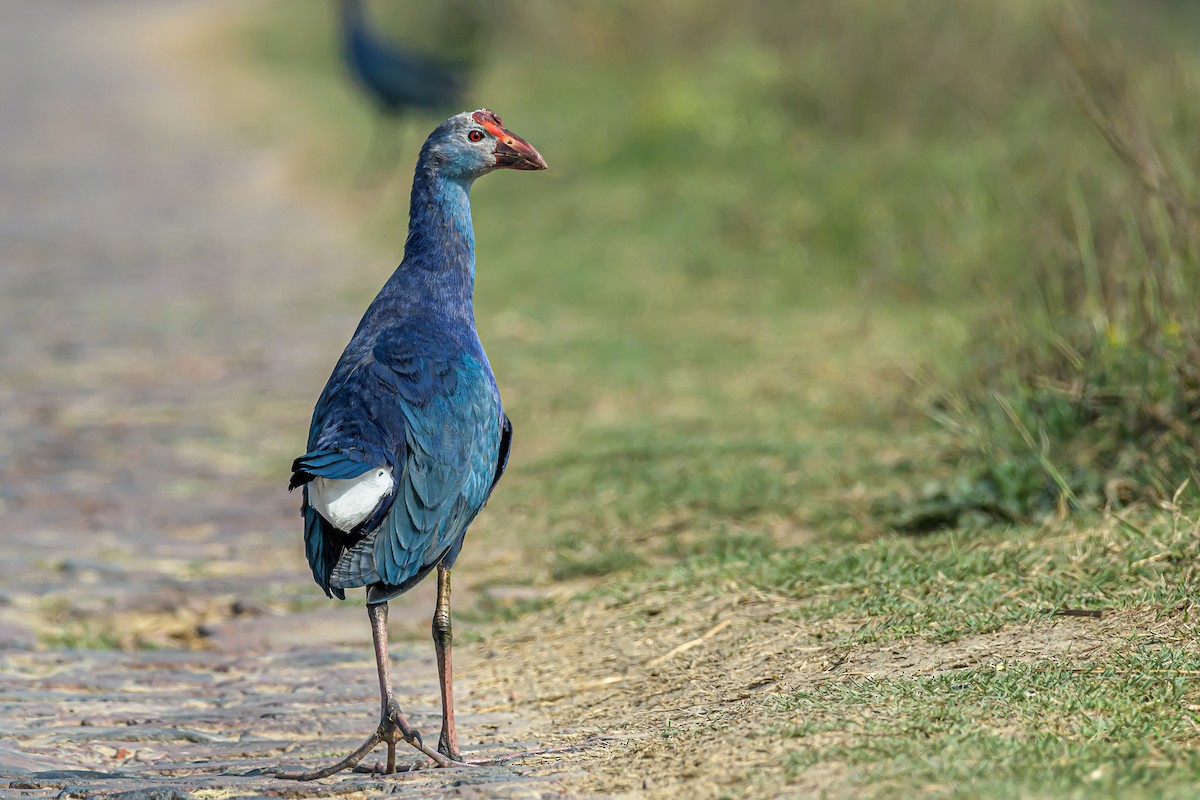 Gray-headed Swamphen - ML212228011