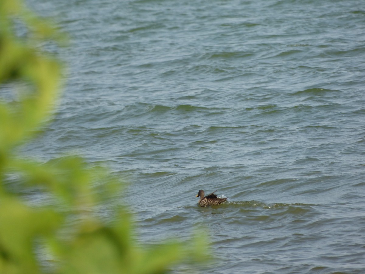 Yellow-billed Duck - Mike Tuer