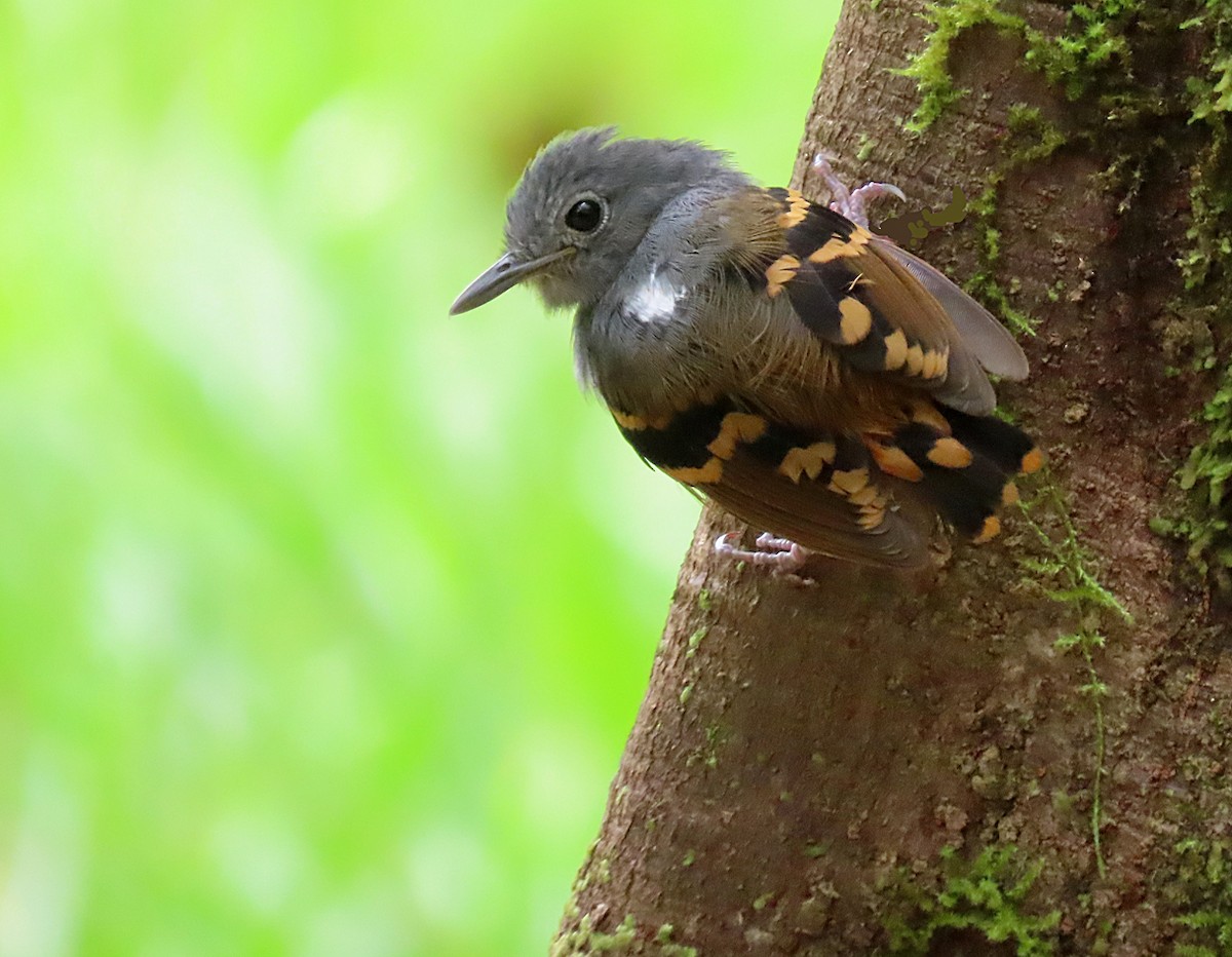 Rufous-bellied Antwren - sylvain Uriot