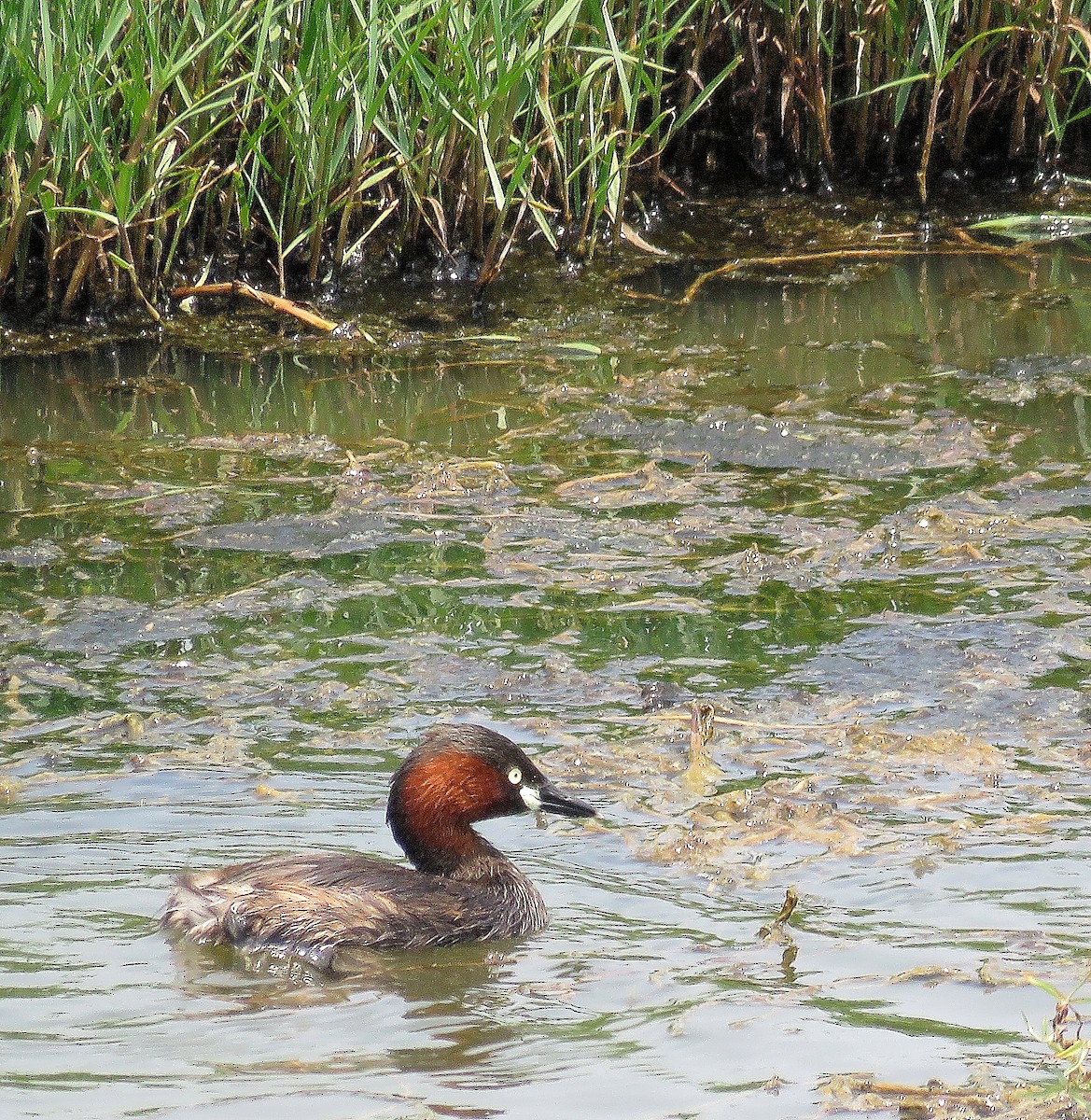 Little Grebe (Little) - ML212232491