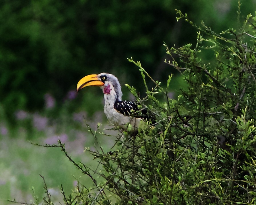 Eastern Yellow-billed Hornbill - Peder Svingen