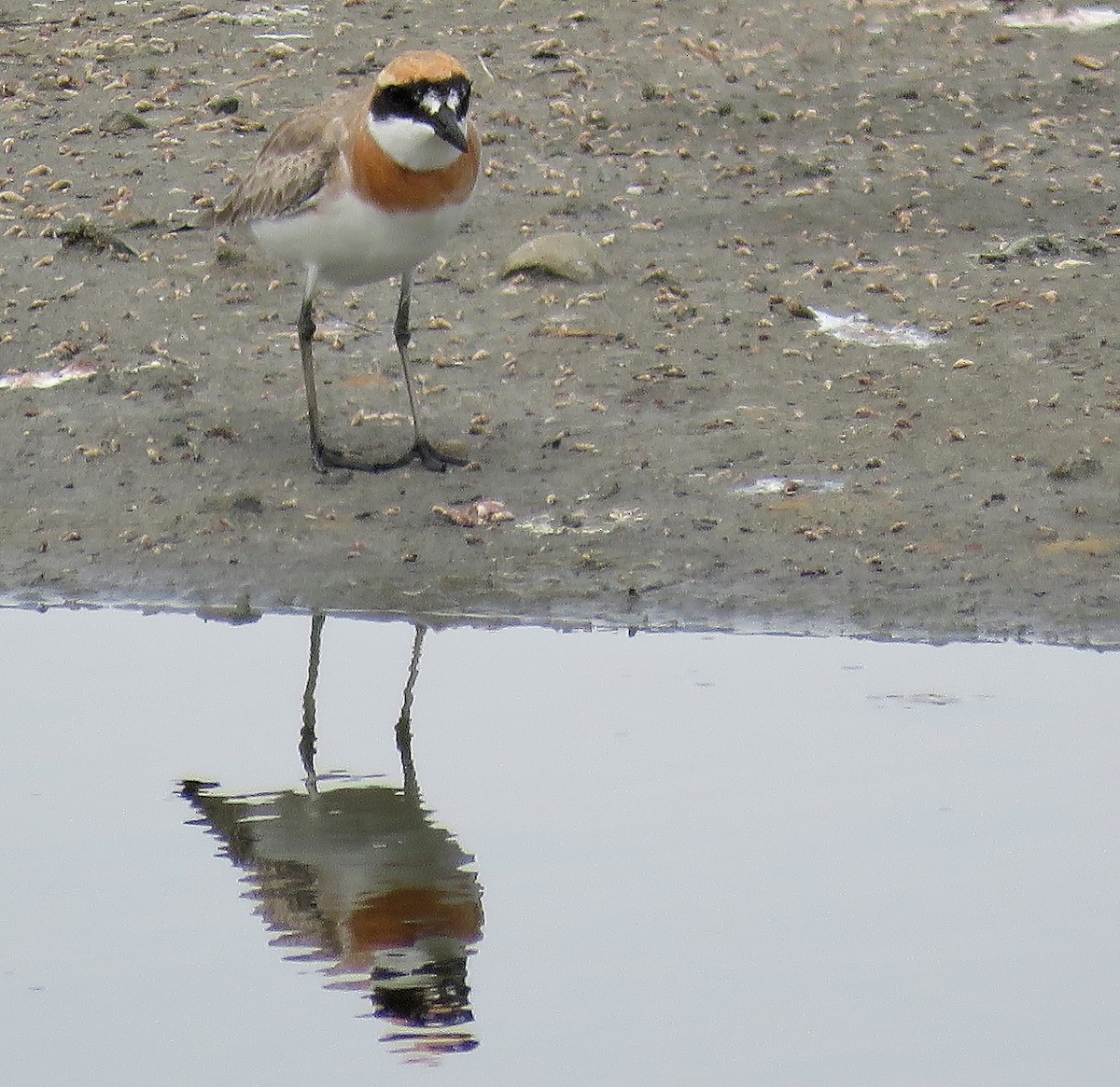 Greater Sand-Plover - ML212232761