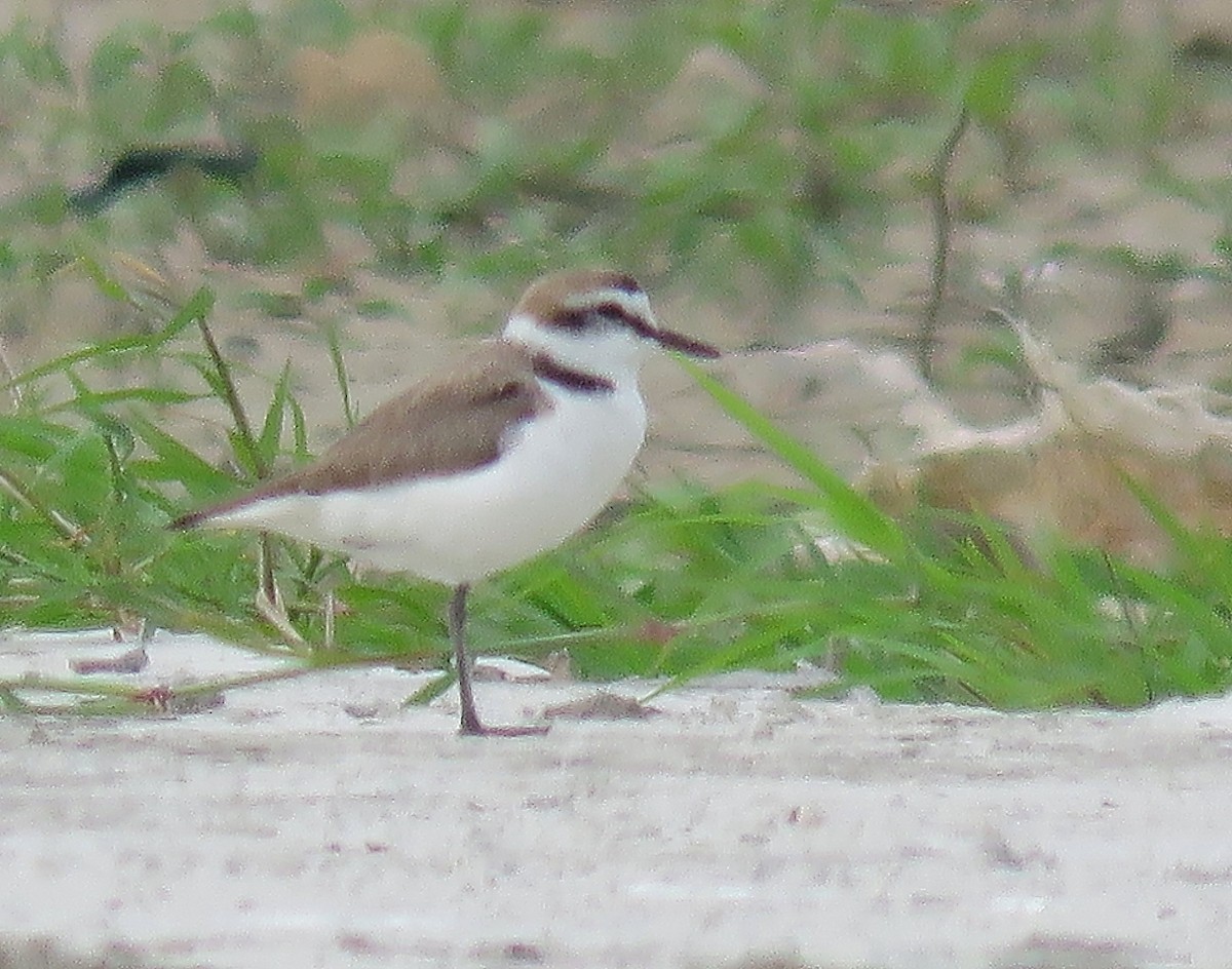 Kentish Plover - ML212232771