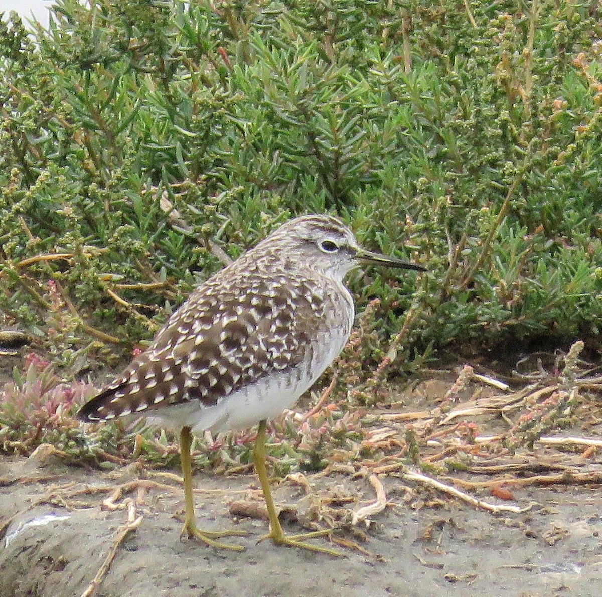 Wood Sandpiper - Jonathan  Pierce