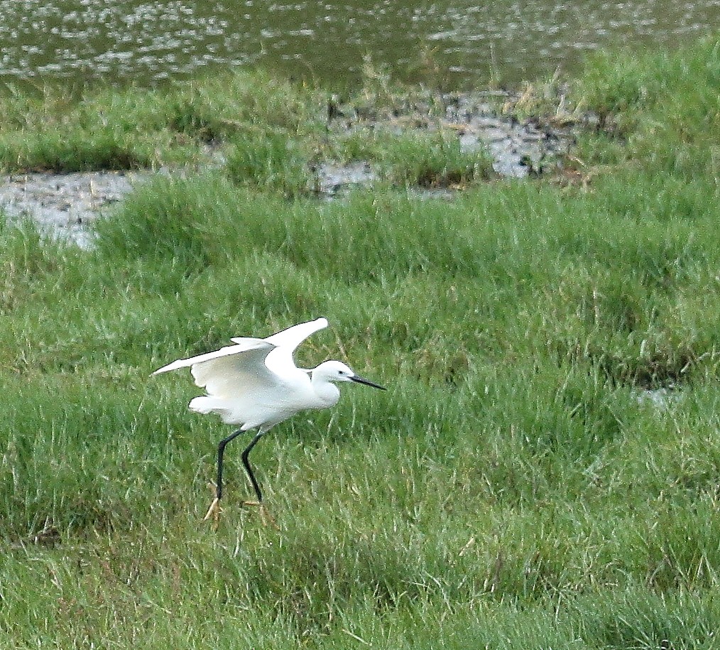 Little Egret (Western) - ML212232981