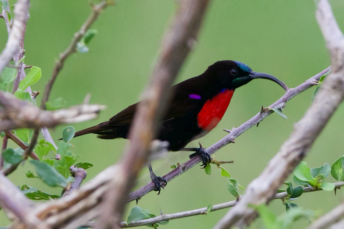 Hunter's Sunbird - ML212233131