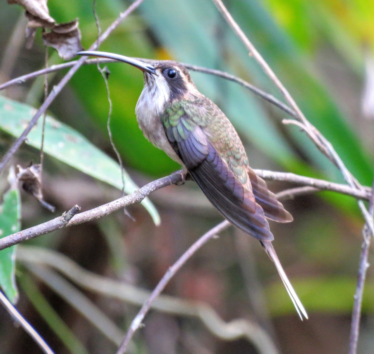 Pale-bellied Hermit - ML212233951