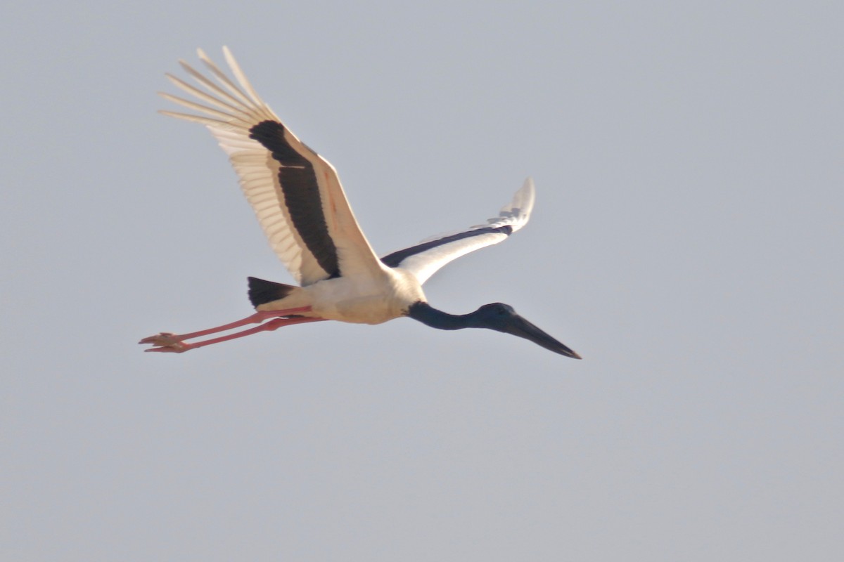 Black-necked Stork - Gil Ewing
