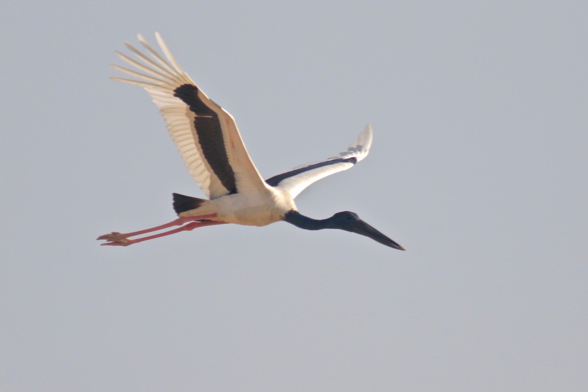 svarthalsstork - ML212234631