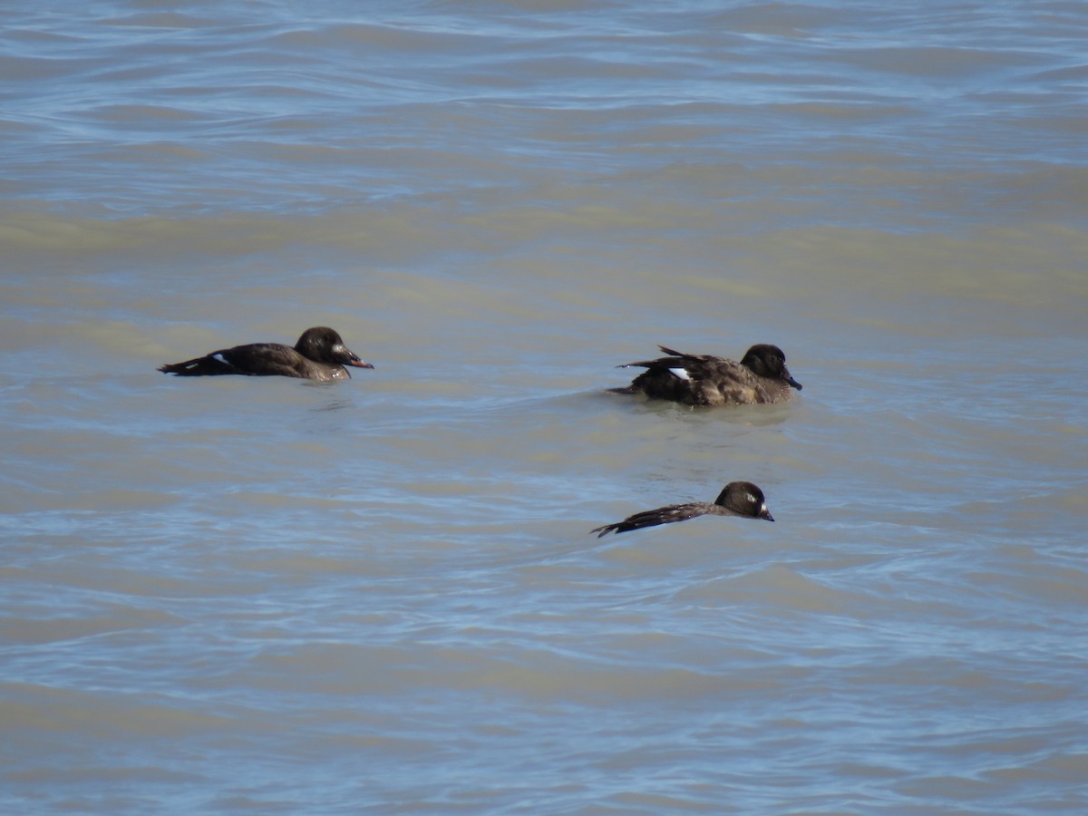 White-winged Scoter - ML212235471