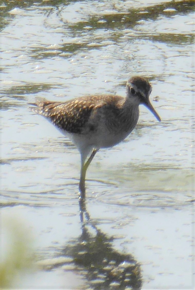 Wood Sandpiper - Alan Younger