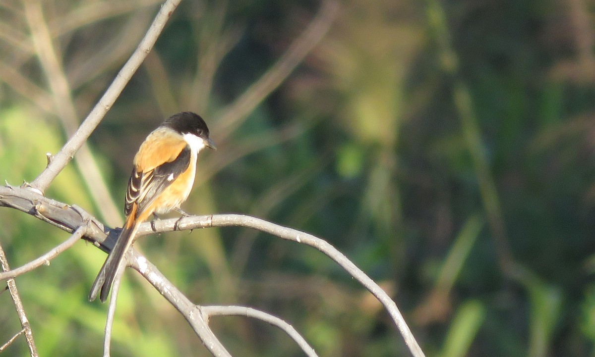 Long-tailed Shrike - William Marengo