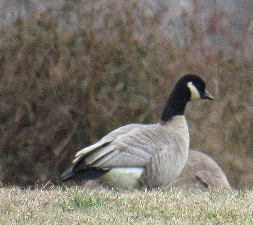Cackling Goose (Richardson's) - John Manger