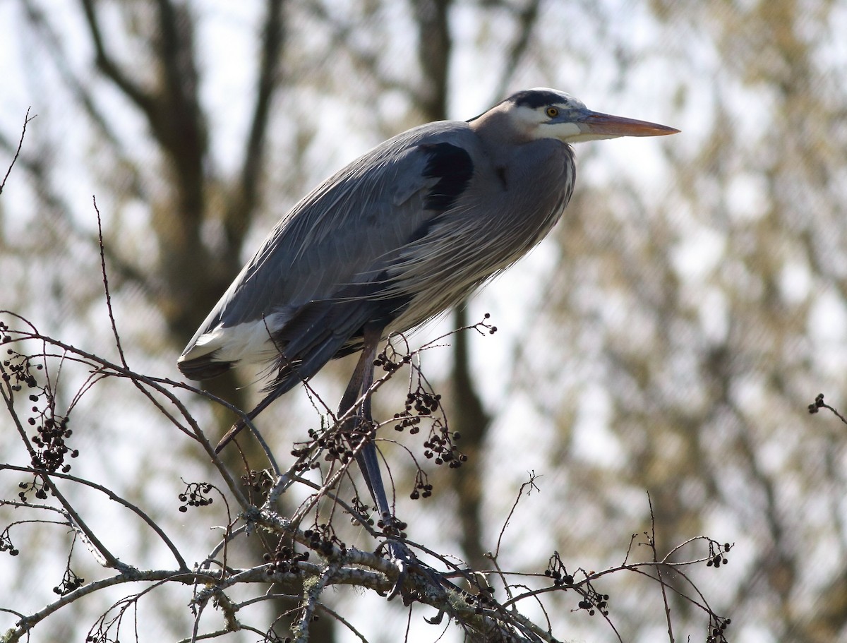 Garza Azulada - ML212239731