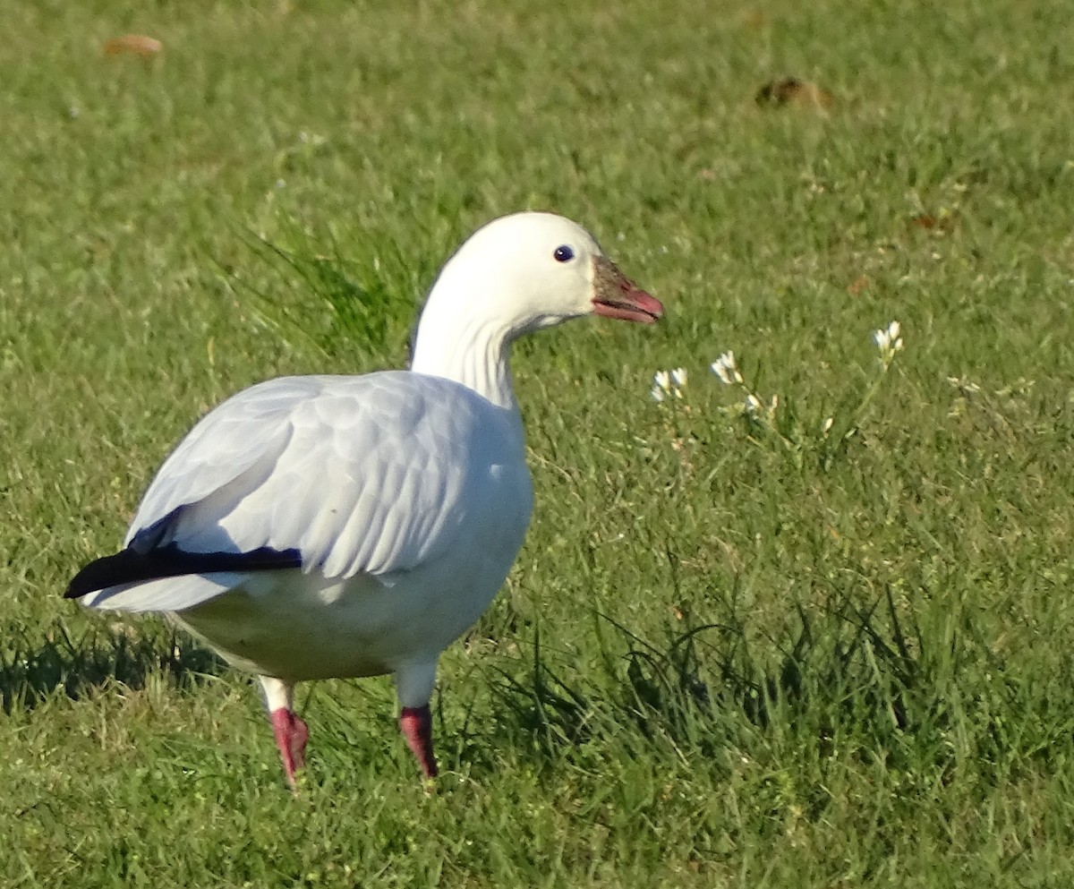 Ross's Goose - ML212240061