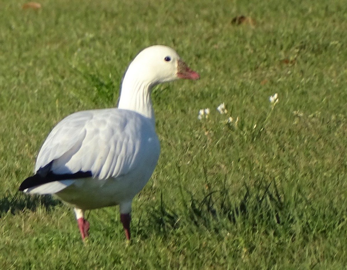 Ross's Goose - ML212240071