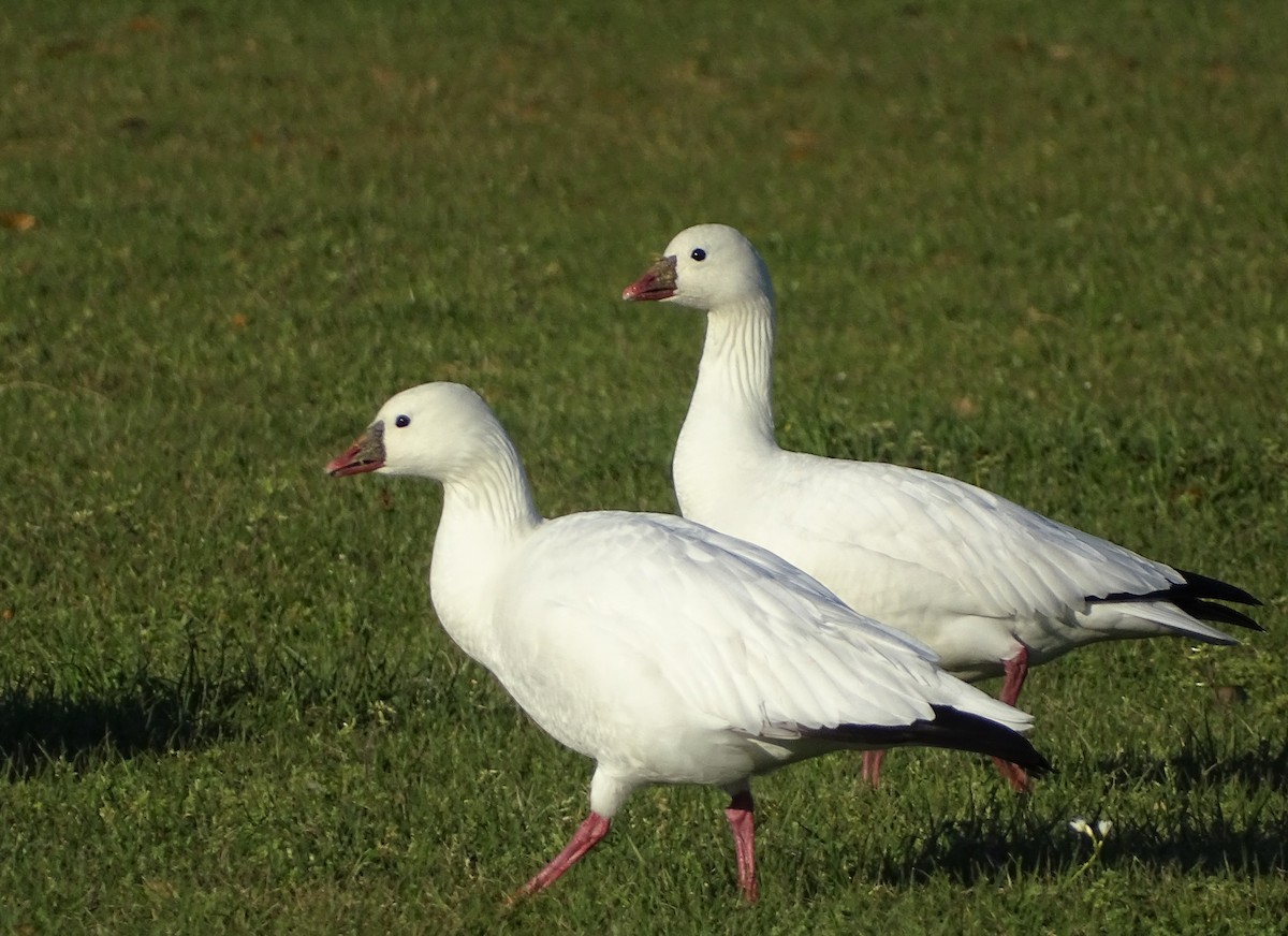 Ross's Goose - ML212240151