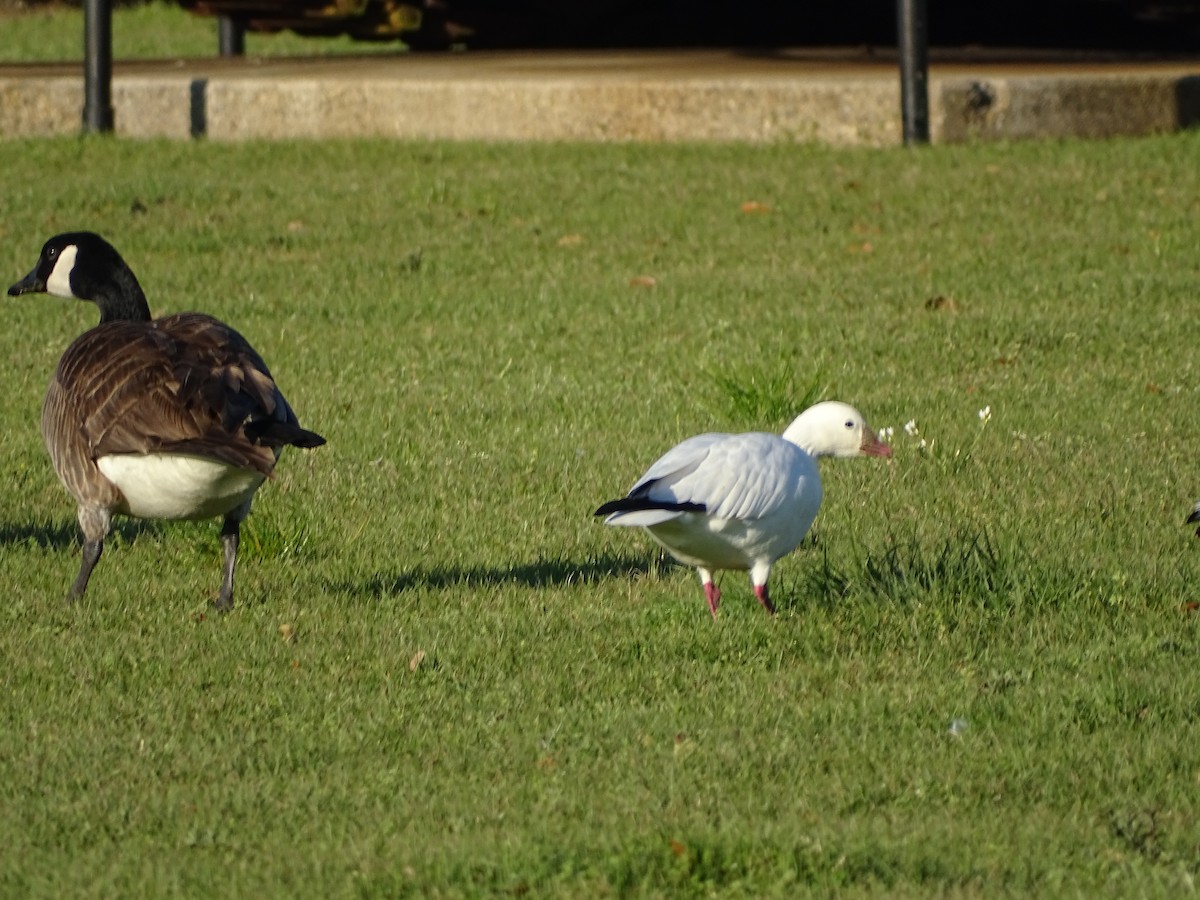 Ross's Goose - ML212240291