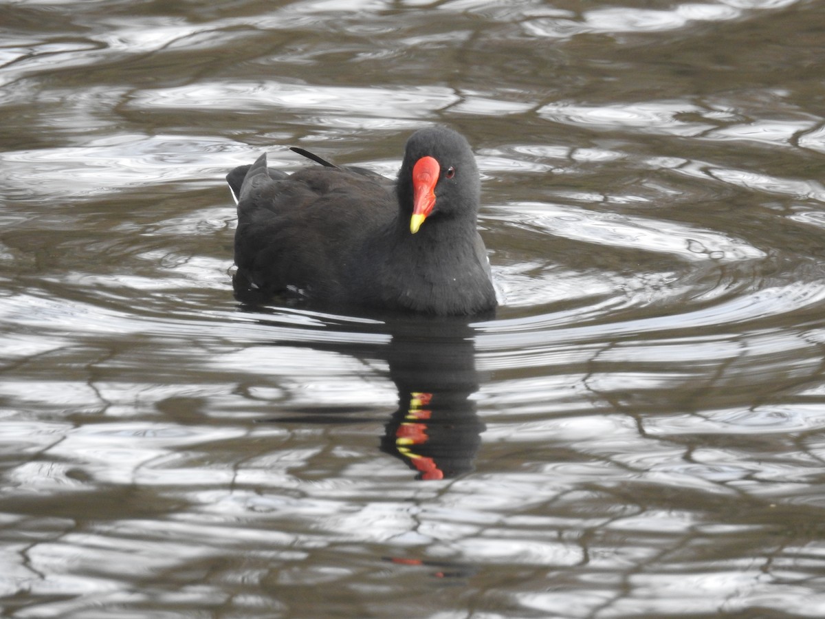 Eurasian Moorhen - ML212241541