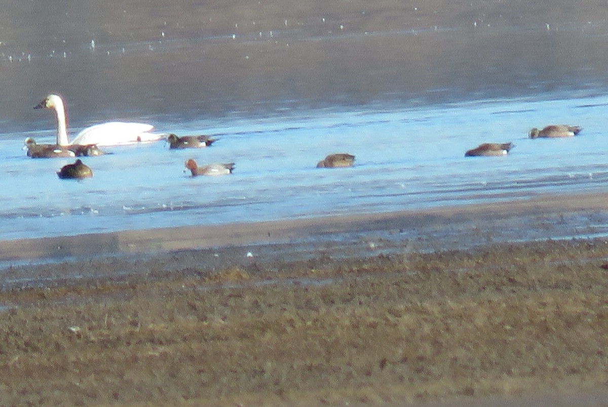 Fischione - ML212241851