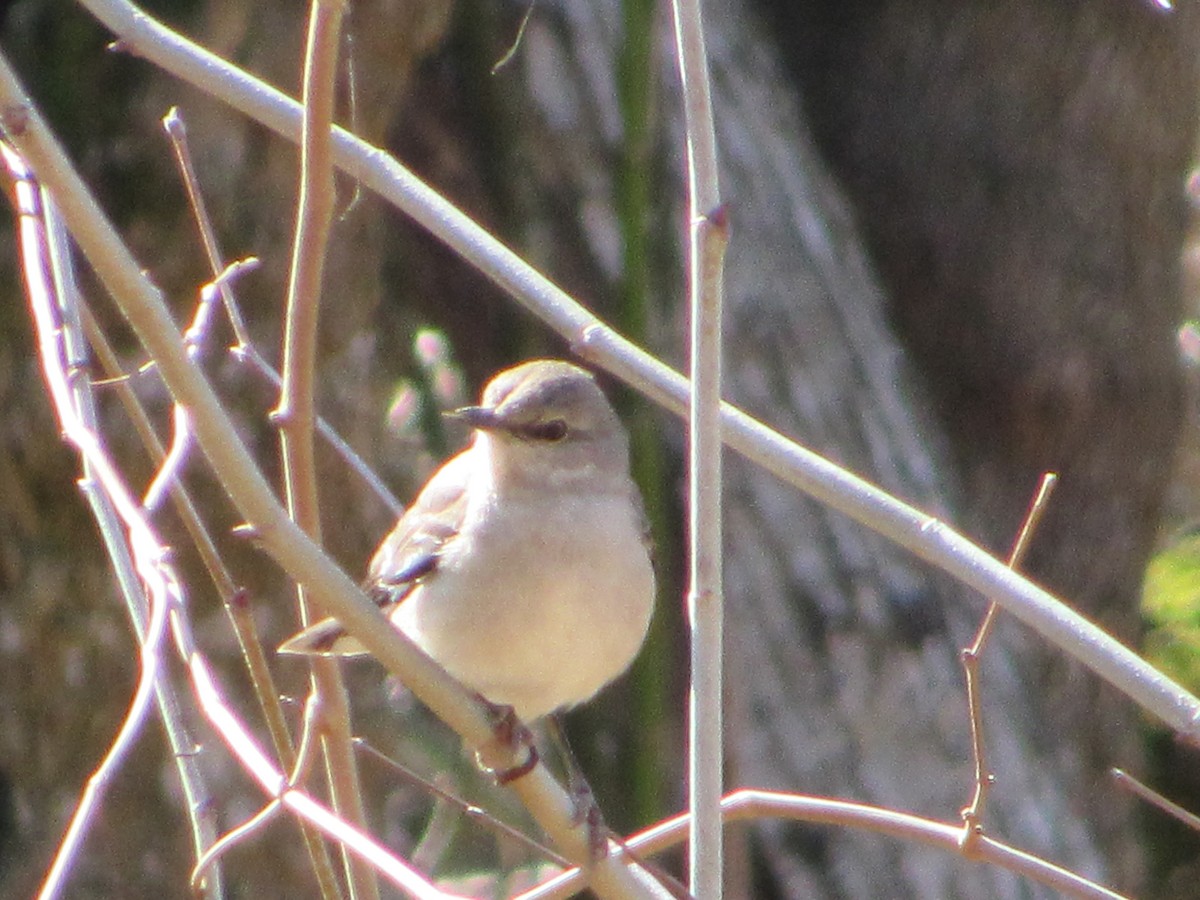 Northern Mockingbird - ML212242281