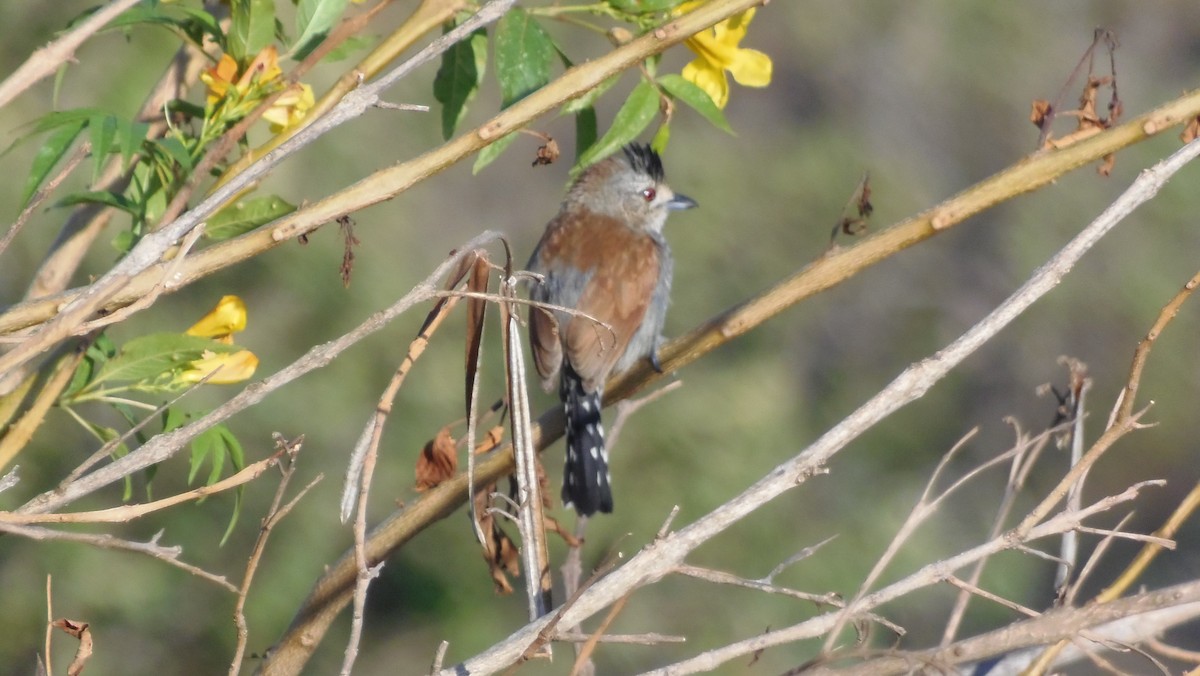 Rufous-winged Antshrike - ML212242301