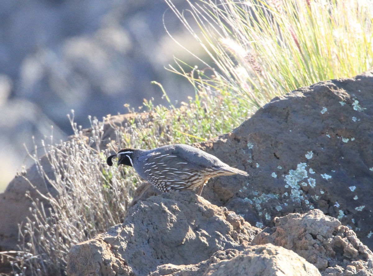 California Quail - Don Coons