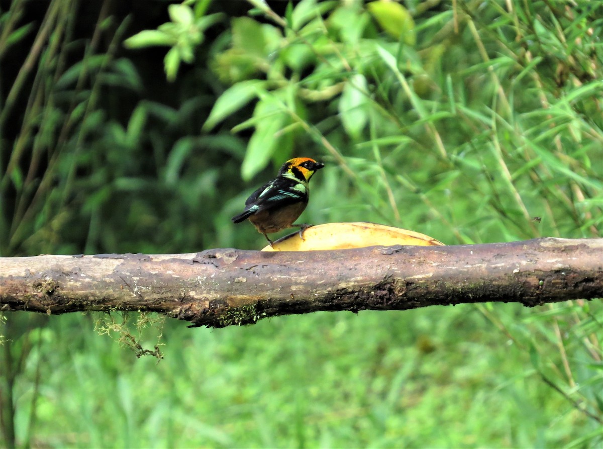 Flame-faced Tanager - ML212248241
