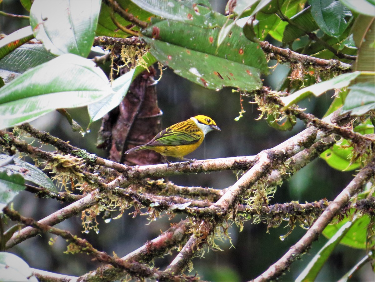 Silver-throated Tanager - ML212248761