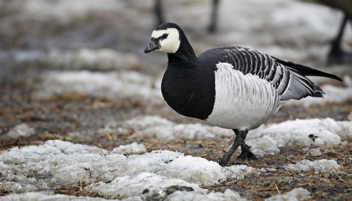 Barnacle Goose - ML212248771