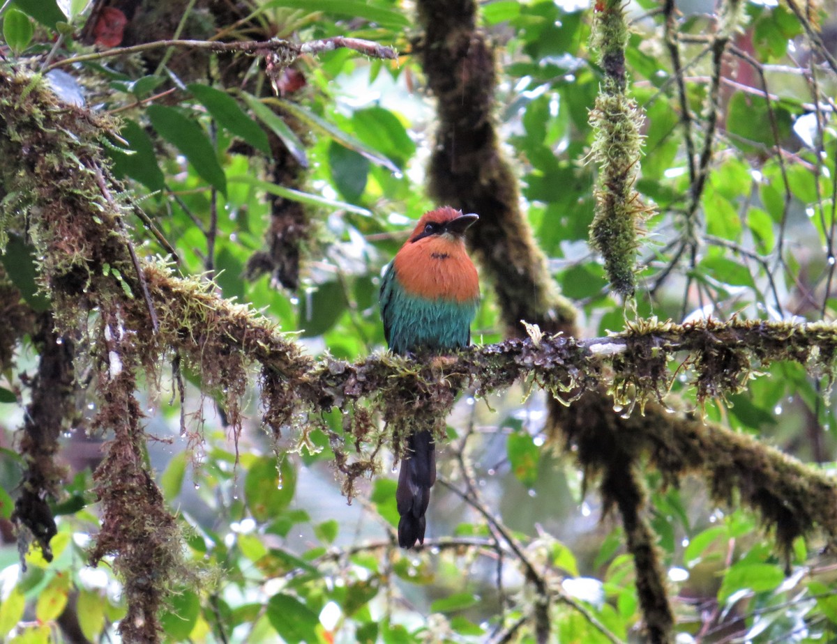 Motmot à bec large - ML212248811