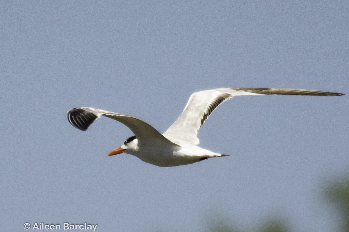 Royal Tern - ML212249231