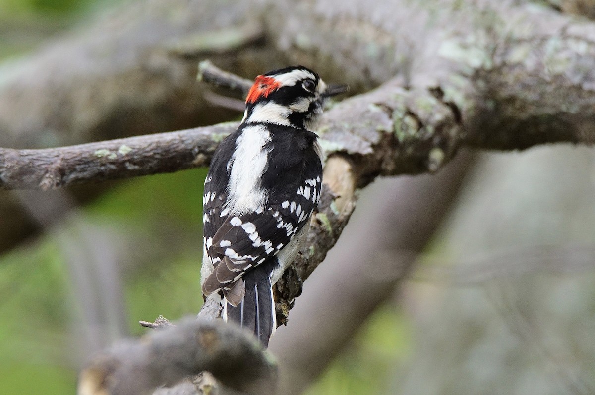 Downy Woodpecker (Eastern) - ML212249351