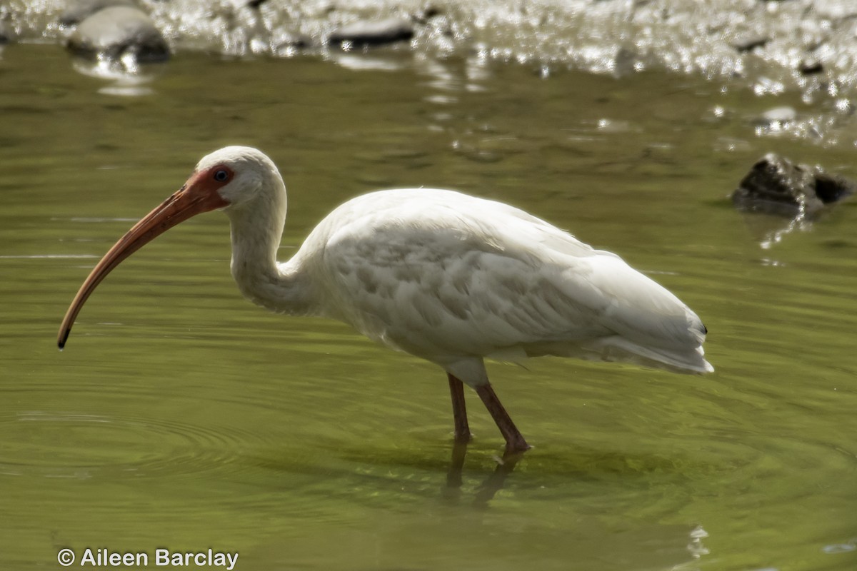 White Ibis - ML212251301