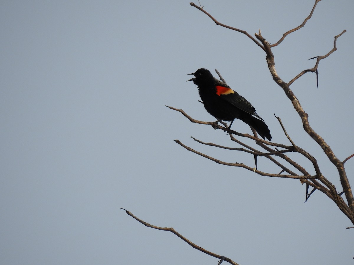 Red-winged Blackbird - ML212252271