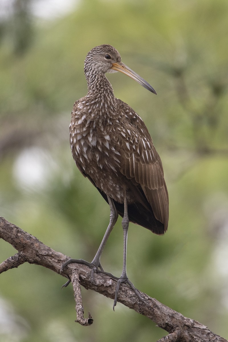 Limpkin - Andrew Garland